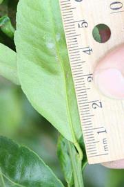              Unifoliolate leaf (Riverside, CA)       