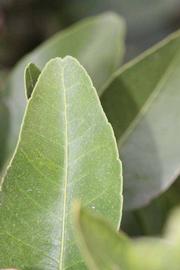              Margin (Riverside, CA)       