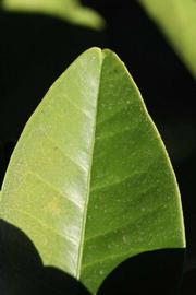              Margin (Riverside, CA)       