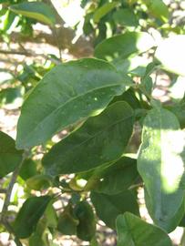            Shade leaves (Winter Haven, FL)   