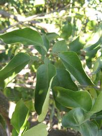            Shade leaves (Winter Haven, FL)   