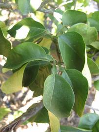            Shade leaves (Winter Haven, FL)   