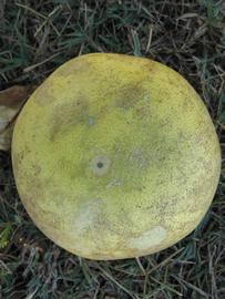              Fruit (Winter Haven, FL)       