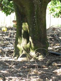            Bark (Winter Haven, FL)   