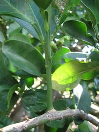            First year twig (Winter Haven, FL)   