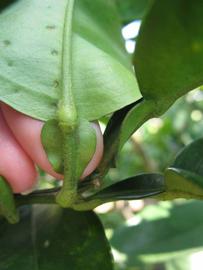              Petiole (Winter Haven, FL)       