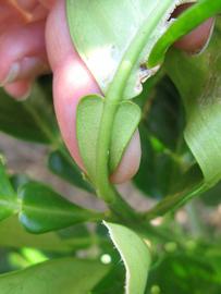              Petiole (Winter Haven, FL)       