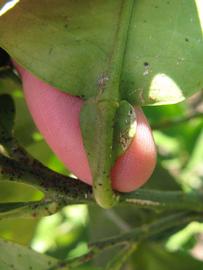              Petiole (Winter Haven, FL)       