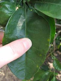              Unifoliolate leaf (Winter Haven, FL)       