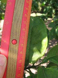              Unifoliolate leaf (Winter Haven, FL)       