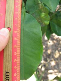              Unifoliolate leaf (Winter Haven, FL)       