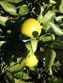              Fruit (Winter Haven, FL)       