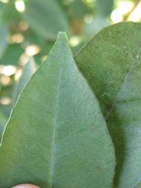              Margin (Winter Haven, FL)       