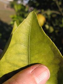              Margin (Winter Haven, FL)       