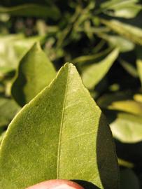              Margin (Winter Haven, FL)       