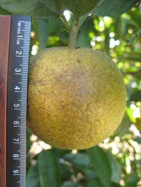              Fruit (Winter Haven, FL)       