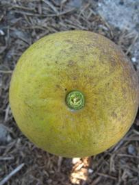              Fruit (Winter Haven, FL)       