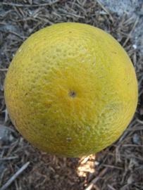              Fruit (Winter Haven, FL)       