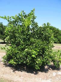            Habit (Winter Haven, FL)   