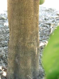         Bark (Winter Haven, FL)  