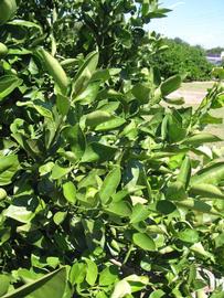              Sun leaves (Winter Haven, FL)       