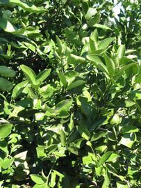              Sun leaves (Winter Haven, FL)       