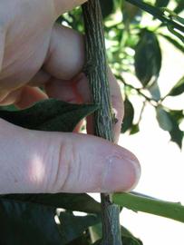              Second - third year twig (Winter Haven, FL)       