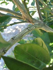              Second - third year twig (Winter Haven, FL)       