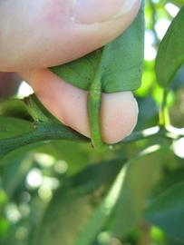              Petiole (Winter Haven, FL)       