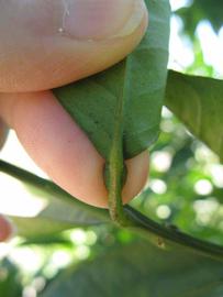              Petiole (Winter Haven, FL)       