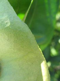              Margin (Winter Haven, FL)       