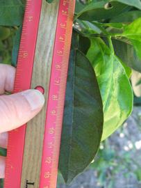              Unifoliolate leaf (Winter Haven, FL)       