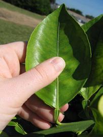              Unifoliolate leaf (Winter Haven, FL)       