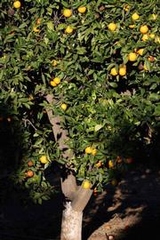            Habit (Riverside, CA)   