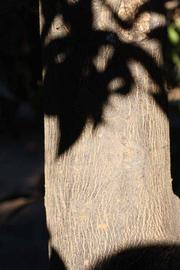              Bark (Riverside, CA)       