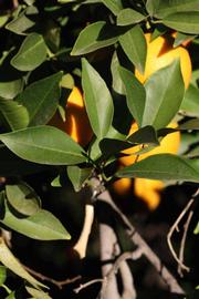            Sun leaves (Riverside, CA)   