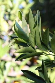            Sun leaves (Riverside, CA)   
