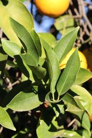            Sun leaves (Riverside, CA)   