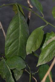            Shade leaves (Riverside, CA)   