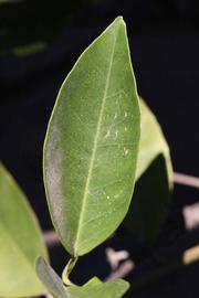              Unifoliolate leaf (Riverside, CA)       