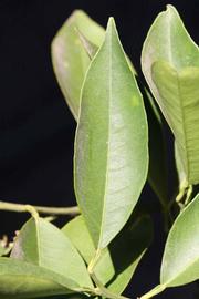              Unifoliolate leaf (Riverside, CA)       