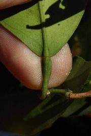              Petiole (Riverside, CA)       