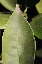              Margin (Riverside, CA)       