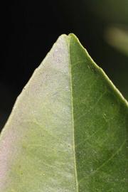              Margin (Riverside, CA)       