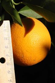              Fruit (Riverside, CA)       