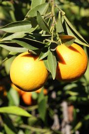              Fruit (Riverside, CA)       