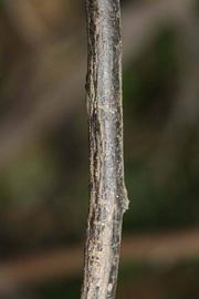              Second - third year twig (Riverside, CA)       