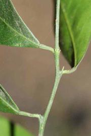            First year twig (Riverside, CA)   