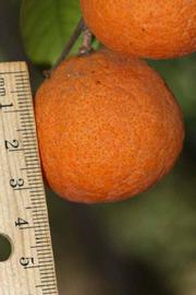            Fruit (Riverside, CA)   