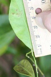              Unifoliolate leaf (Riverside, CA)       